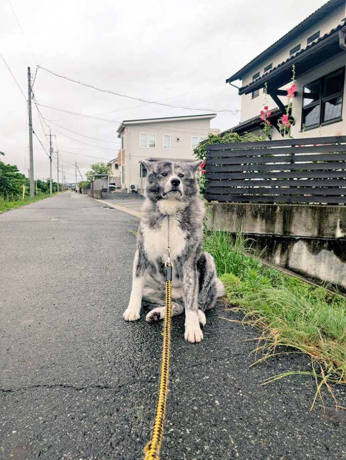 アオイ