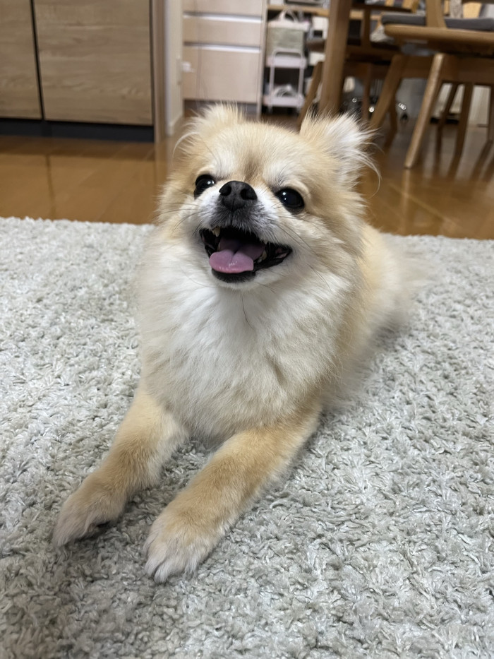 たいがー