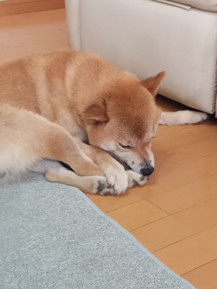 わに