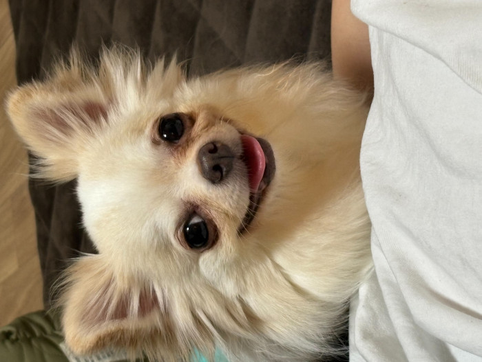 Chii