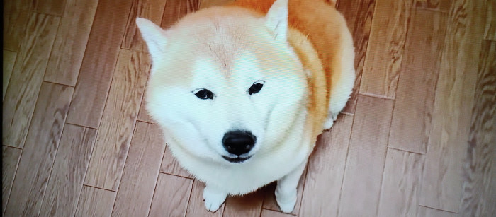 ゴンタ
