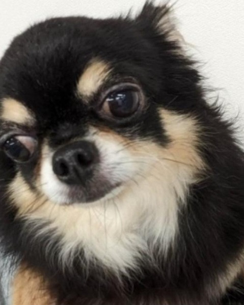 ぽんこ