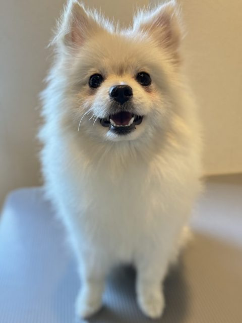 マヨヨヨ