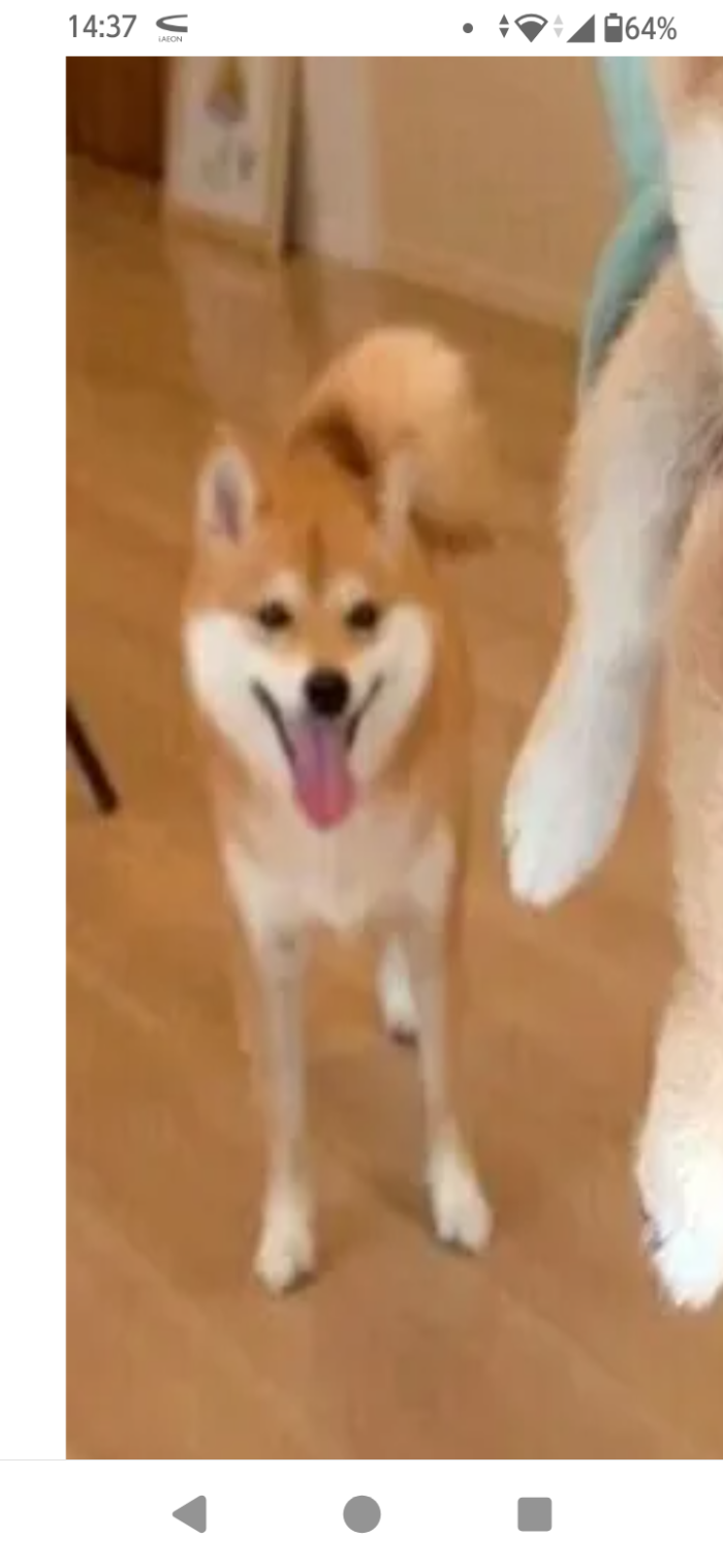 みーこ