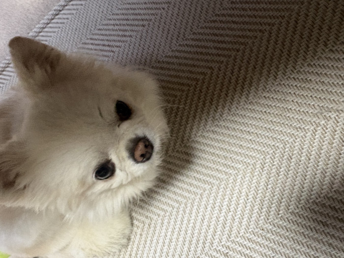 しん