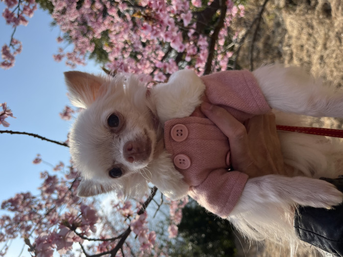 ぽんちゃん