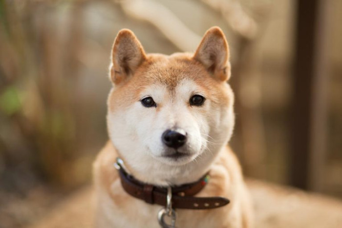 恭