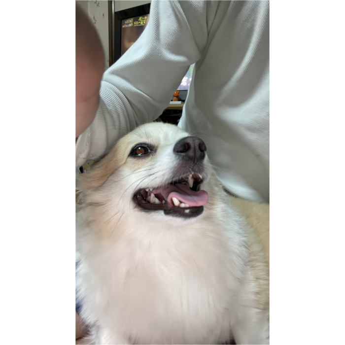 いけ