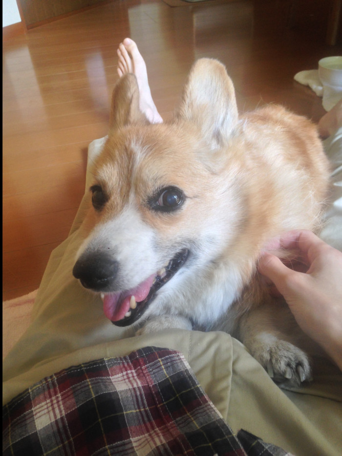 にここ