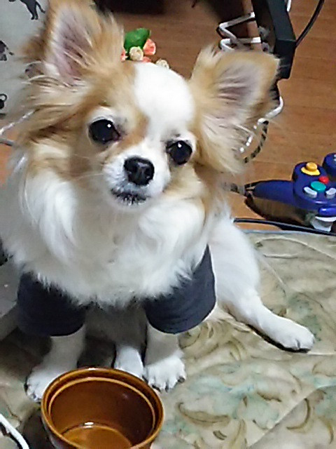 チコリ