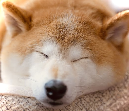 ミント