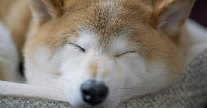 ワン