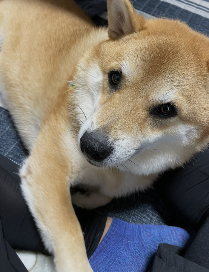 たつ