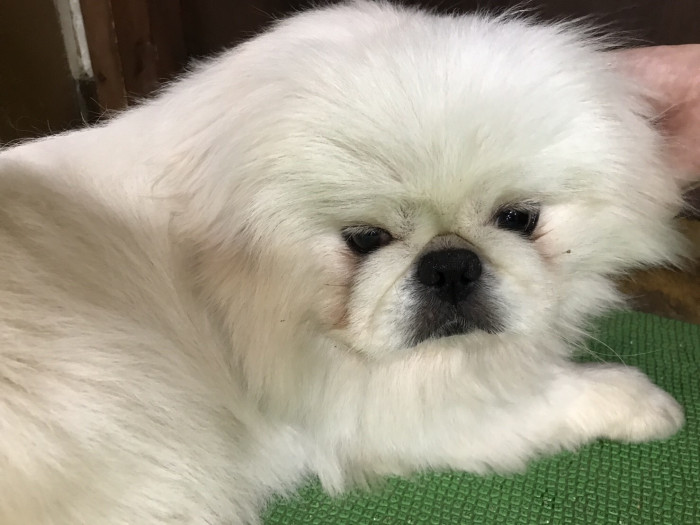 goma