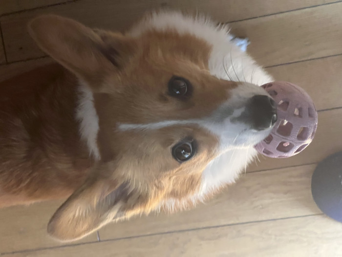 rrrrirrbd