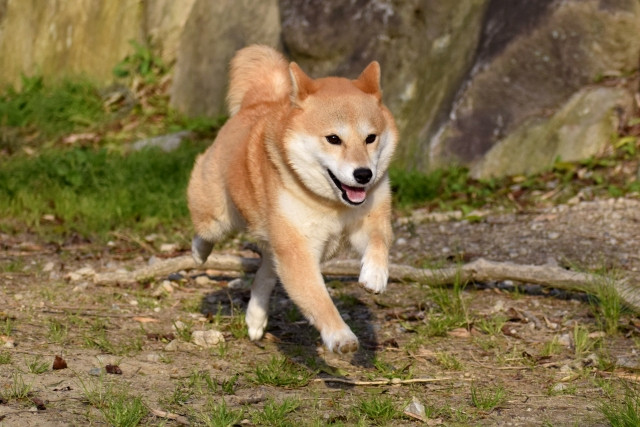 やせたか