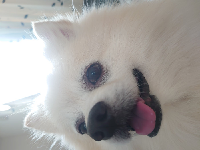 ぽん