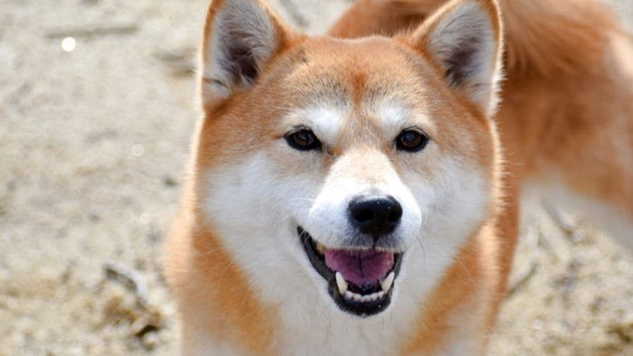 とみころ