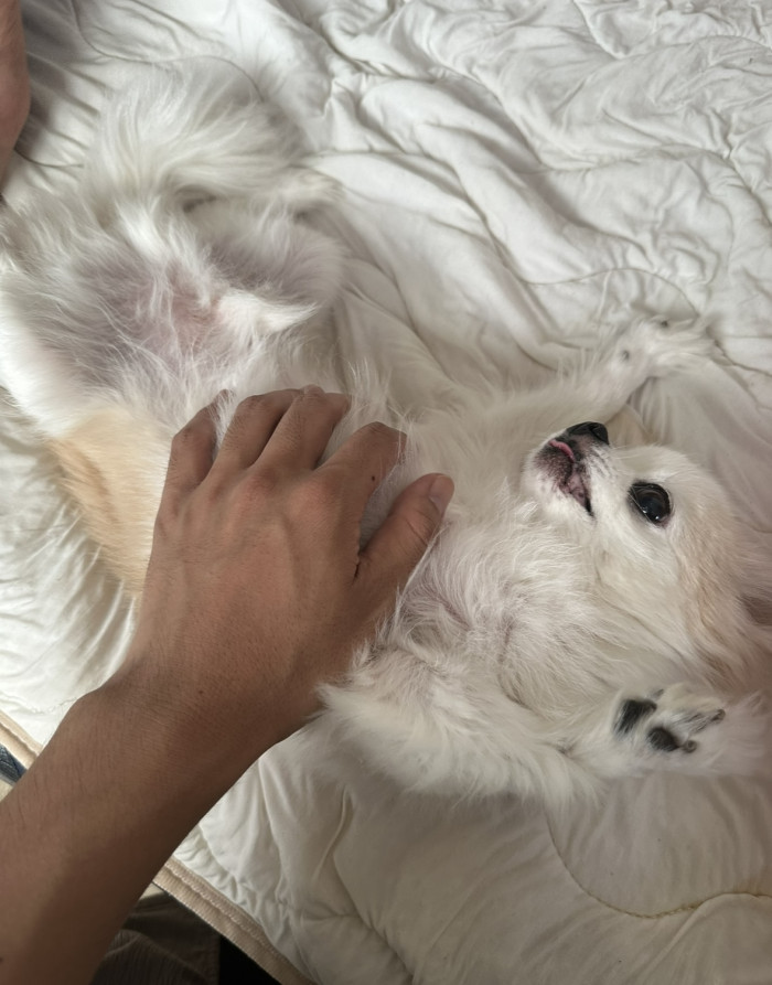 きゃんばら