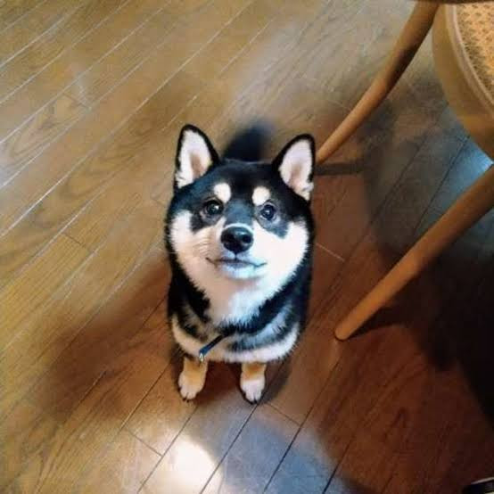 ホリ