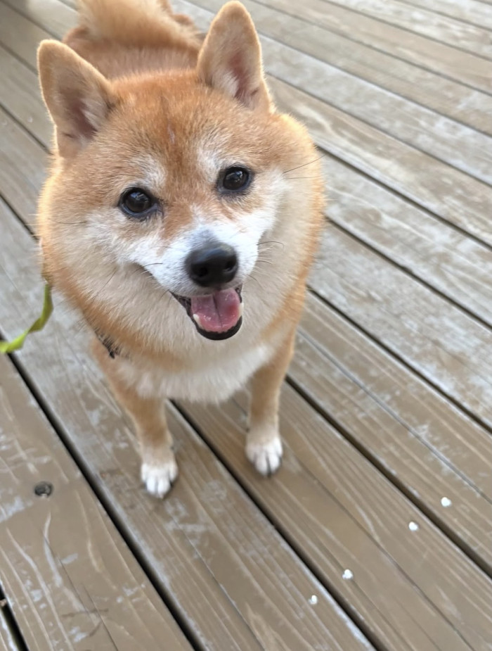 あさ
