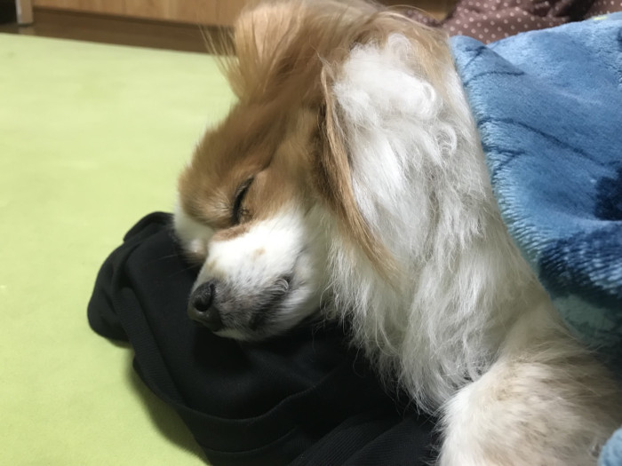 ぷりん