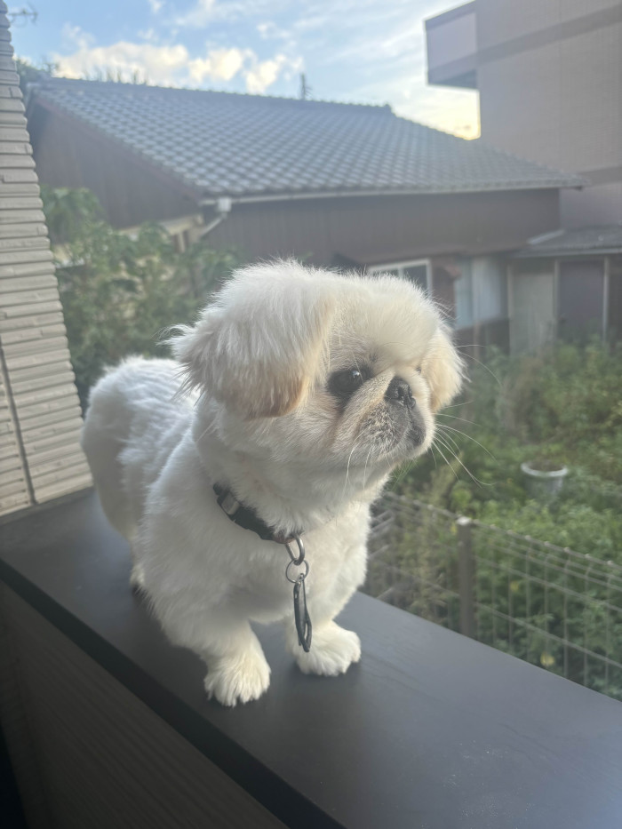 ななし