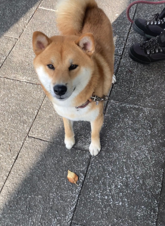 なてろ