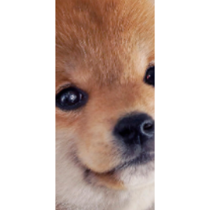 しば