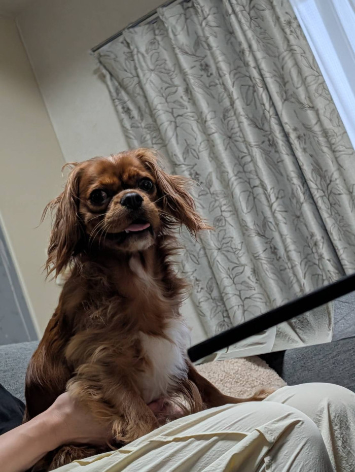milo