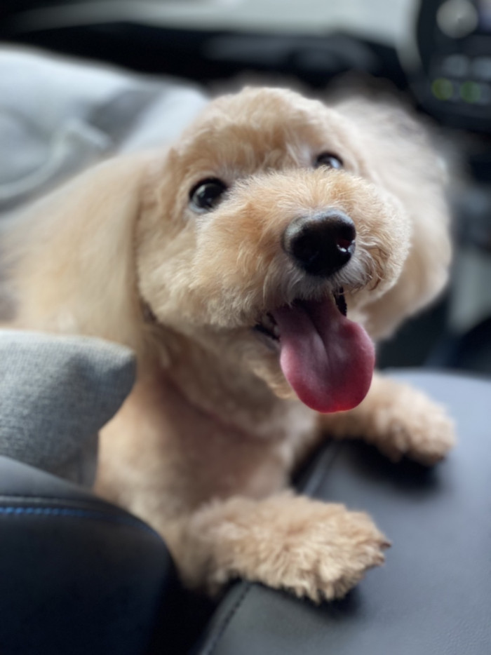 テコマル