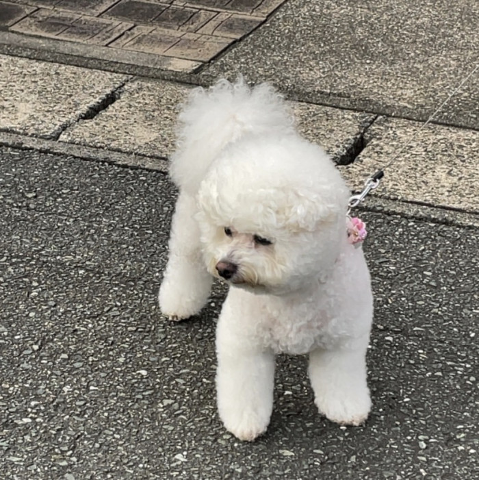 とり