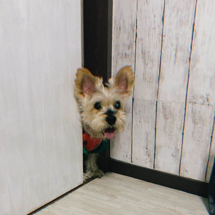 MYPUPS運営事務局公式アカウント