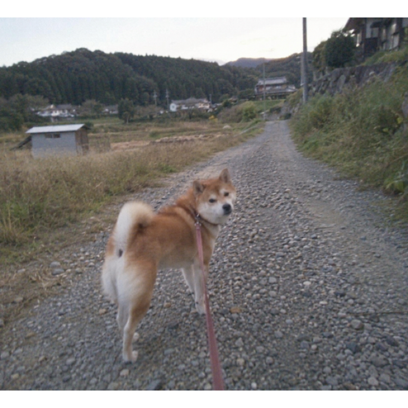 しばば