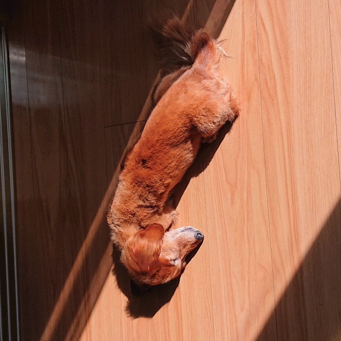 ろざ