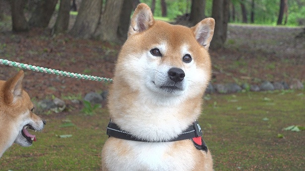 ナシダ