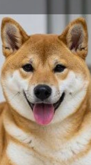 アルフォート
