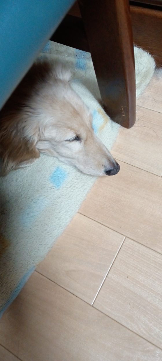 ぽんぽこ