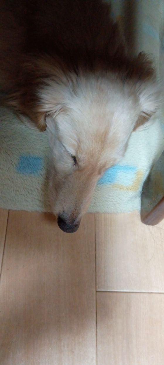 ぽんぽこ
