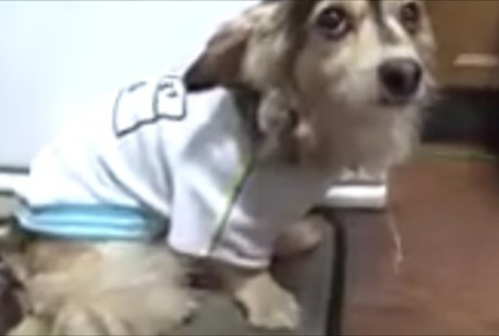 こりちゃん