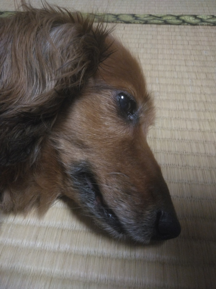 こうちゃ