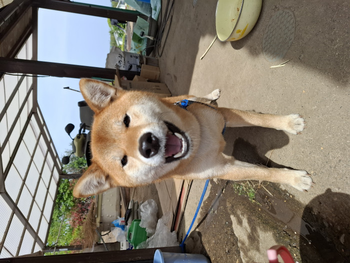 ぷりん