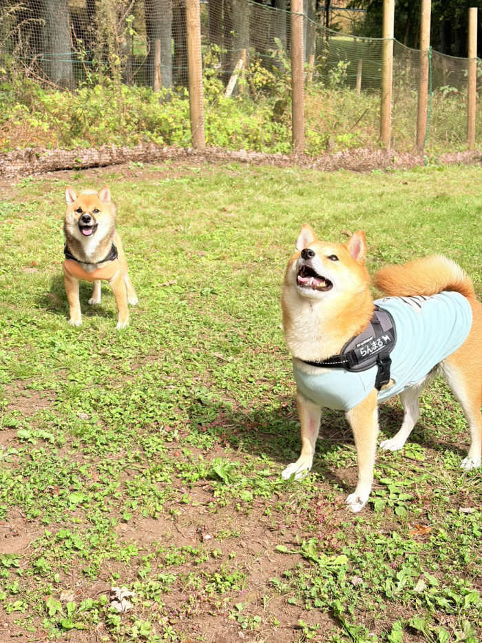 らんまる